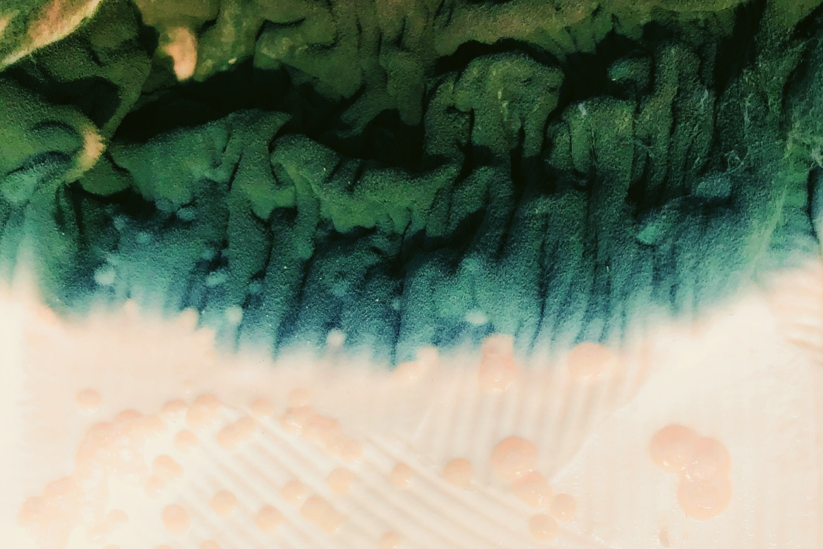 Signs Your Home Has Toxic Black Mold Search Tips